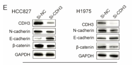 N Cadherin Antibody - Fig.