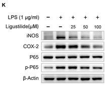 Cox2 Antibody - Fig.