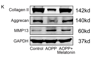 Collagen II Antibody - Fig.