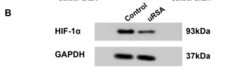 HIF1A Antibody - Fig.