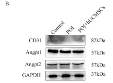 Angiopoietin 2 Antibody - Fig.