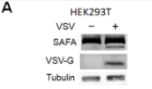 Tubulin beta Antibody - Fig 6.