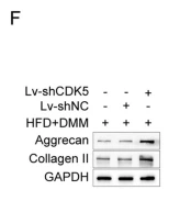 Collagen II Antibody - Fig.
