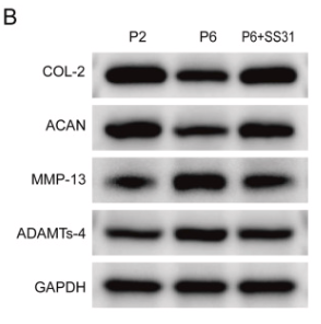 Collagen II Antibody - Fig.