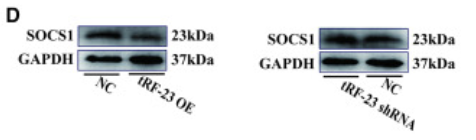 SOCS1 Antibody - Figure 3 The SOCS1 3′-UTR is a tRF-23 target (A) A schematic of the predicted tRF-23 binding site in the SOCS1 3′-UTR, with residues that were selectively mutated highlighted in red.