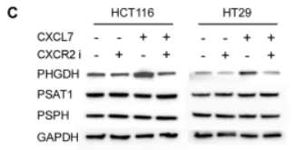 PSPH Antibody - Fig.