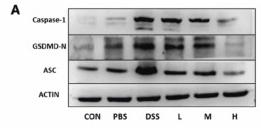 GSDMD N-Terminal Antibody(Mouse specific) - Fig.