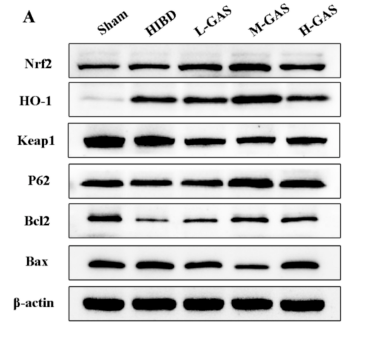 Keap1 Antibody - Fig.