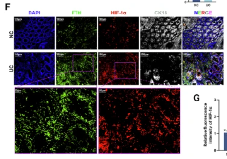 HIF1A Antibody - Fig.