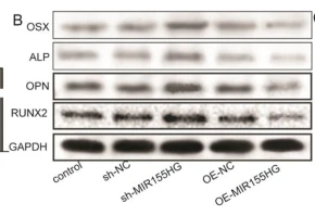 RUNX2 Antibody - Fig.