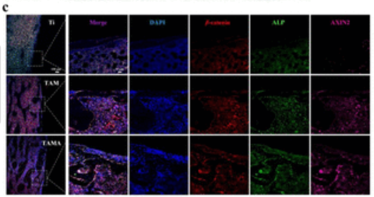 Alkaline Phosphatase Antibody - Figure 6.