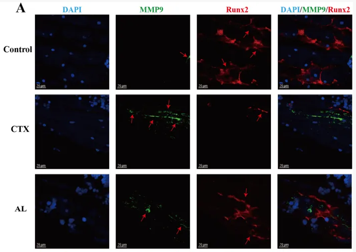 RUNX2 Antibody - FIGURE 6 DHG inhibits MMP9 and promotes Runx2 protein expression.
