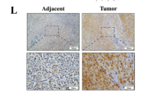 MED10 Antibody - Fig.