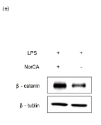 beta Catenin Antibody - Fig.