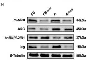 Tubulin beta Antibody - Fig.