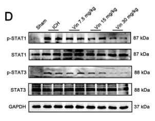 Phospho-STAT3 (Tyr705) Antibody - FIGURE 8 Expression of the CXCR2-JAK–STAT signaling pathway around the haematoma after ICH, and the effects of Vinorine on the JAK–STAT signaling pathway around the haematoma, brain tissue apoptosis, and blood–brain barrier function.