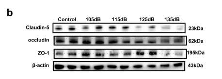 Occludin Antibody - Fig.
