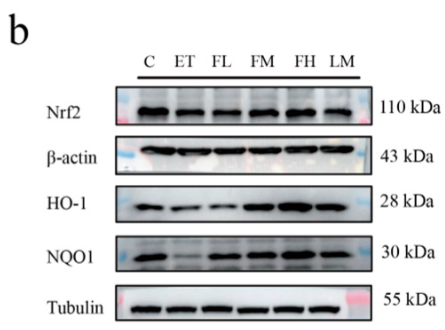 Tubulin beta Antibody - Figure 6.