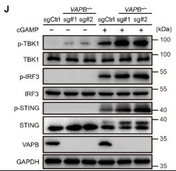 Phospho-IRF3 (Ser396) Antibody - Fig.