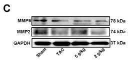 MMP2 Antibody - FIGURE 4 AEA inhibited cardiac remodeling.