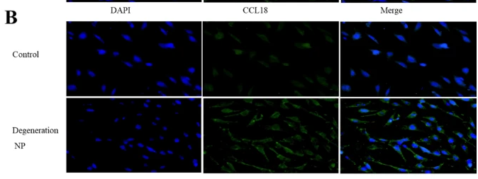 CCL18 Antibody - Fig.