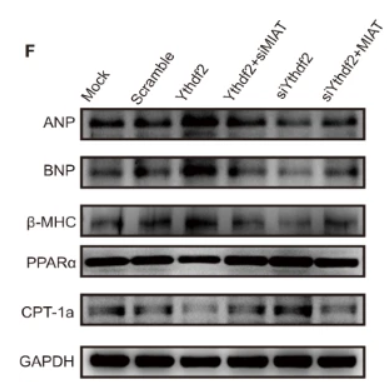 PPAR  alpha Antibody - Fig.