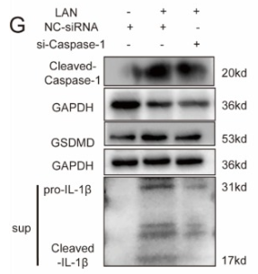 Cleaved-Caspase 1 (Asp296), p20 Antibody - Fig.