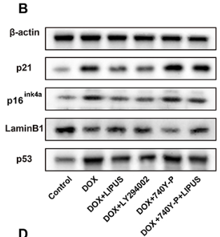 Lamin B1 Antibody - Figure 5 Low intensity pulsed ultrasound (LIPUS) inhibited chondrocyte senescence and the secretion of senescence-associated secretory phenotype factors CCL4 and CCL2 by regulating the PI3K/AKT/mTOR signaling pathway.