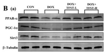 PPAR  alpha Antibody - Fig.