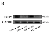 FKBP51 Antibody - FIGURE 3 FKBP5 deficiency in non-haematopoietic cells contributes to attenuation of septic ARDS.