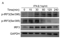 Phospho-IRF3 (Ser396) Antibody - Fig.