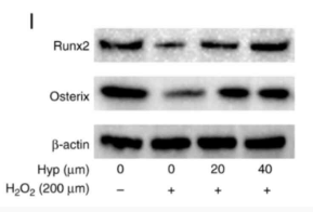 osterix Antibody - Figure 5.