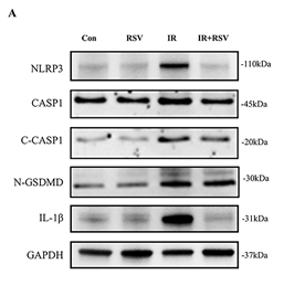 GSDMD N-Terminal Antibody(Mouse specific) - Figure 5.