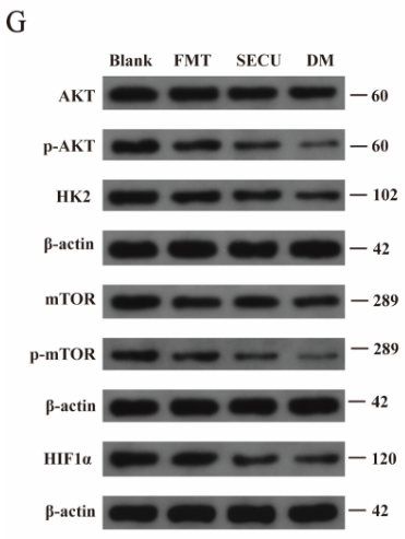 beta-Actin Antibody - Fig 5 Association between Alloprevotella and wound closure (%) (A).
