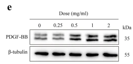 beta-Tubulin Antibody - Fig.