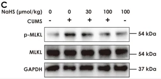 MLKL Antibody - FIGURE 1 Effect of NaHS on the hippocampal necroptosis of CUMS-exposed rats.