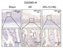 GSDMD N-Terminal Antibody(Mouse specific) - Figure 7 - HKL (10 mg/kg) reduces IIR-induced pyroptosis by increasing the SIRT3 protein levels in rats.