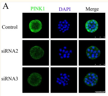 PINK1 Antibody - FIGURE 6.