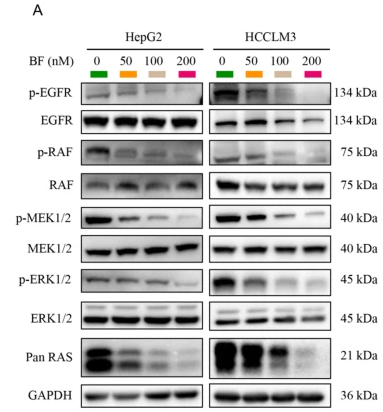 Phospho-MEK1/2 (Ser218+Ser222/Ser222+Ser226) Antibody - Fig.
