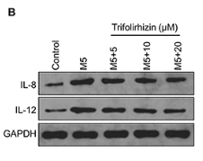 IL8 Antibody - Figure 3 Effects of trifolirhizin on excessive synthesis and secretion of inflammatory cytokines interleukin (IL)-8 and IL-12 in M5-mediated HaCaT keratinocytes treated with trifolirhizin at different concentrations (5-20 μM).