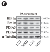 HIF1 alpha Mouse monoclonal Antibody - Fig.