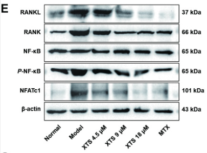 RANKL Antibody - Fig.