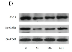 Occludin Antibody - FIGURE 6 The total flavonoids of Dracocephalum moldavica L.