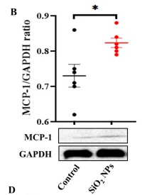 MCP1 Antibody - Fig.