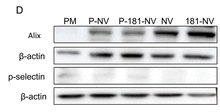 beta-Actin Antibody - Figure 2.