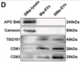 CD63 Antibody - Fig.