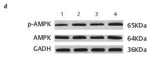 AMPK alpha Antibody - Fig.