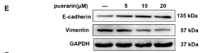 E-cadherin Antibody - Figure 2.