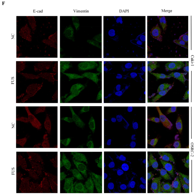E-cadherin Antibody - Fig.