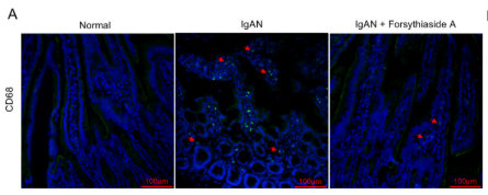 CD68 Antibody - FIGURE 4 Forsythiaside A suppresses intestinal inflammation in IgAN model rats.